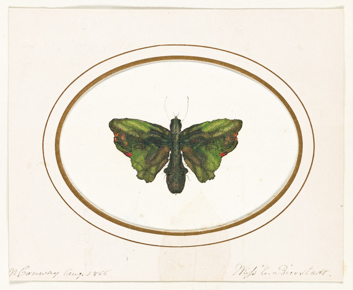 Bierstadt, Eliza (1833-1896) One Mixed Media Miniature Painting; and Original Botanical Collage.